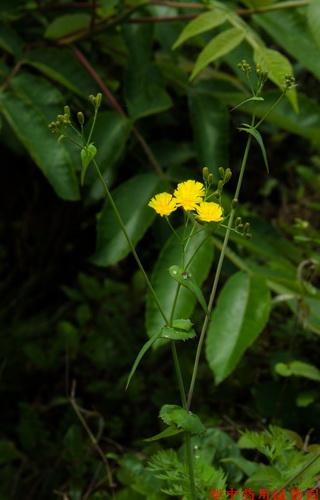 抱茎苦荬菜(Ixeris sonchifolia Hance)