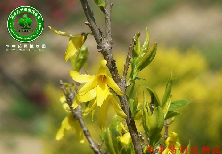 连翘(forsythia suspensa(thunb vahl f suspense)